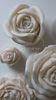 Big Rose
